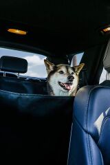 Kedi Köpek Oto Evcil Hayvan Arka Koltuk Örtüsü